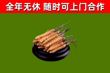 大洼区烟酒回收冬虫夏草.jpg